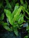 image of Asplenium scolopendrium