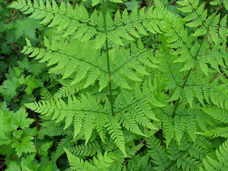 Dryopteridaceae Dryopteris expansa