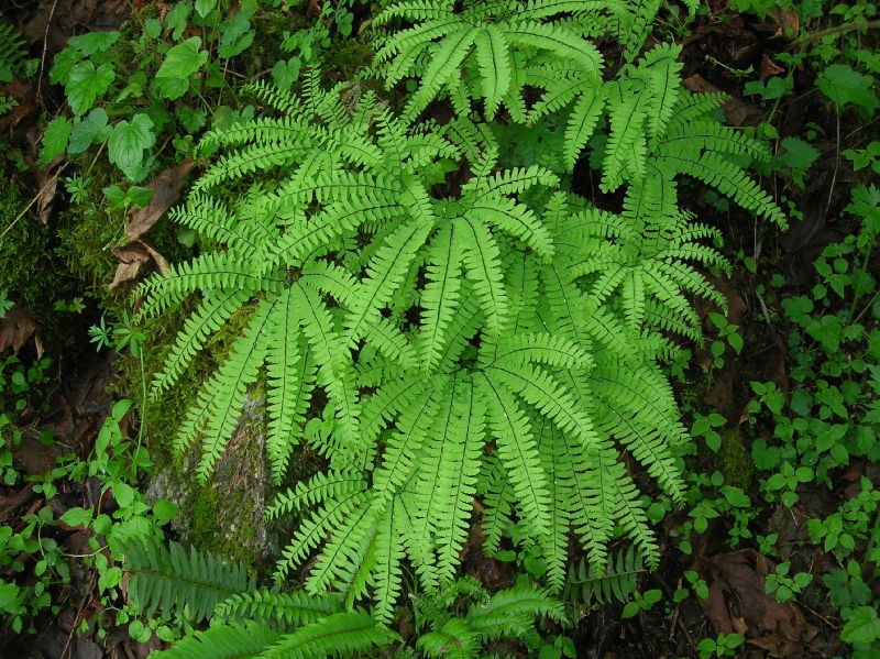 Pteridaceae Adiantum aleuticum