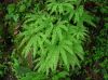 image of Adiantum aleuticum