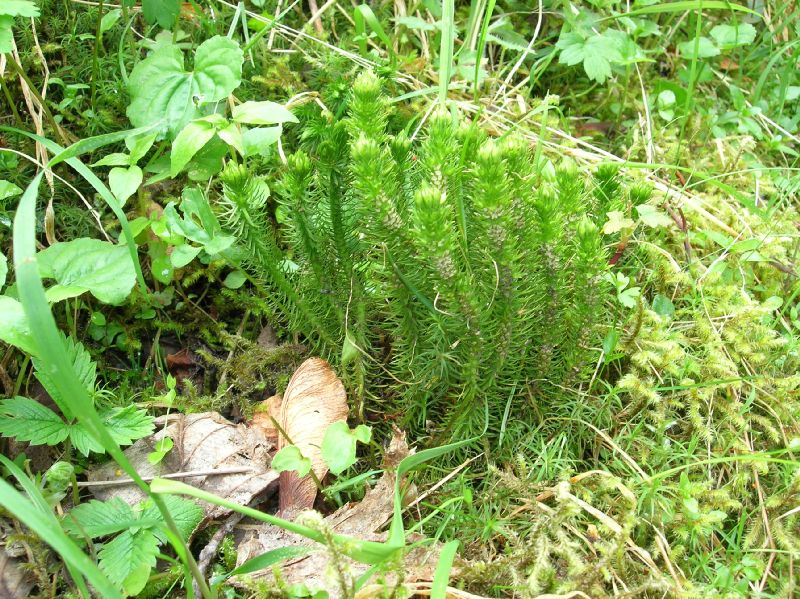 Lycopodiaceae Huperzia continentalis