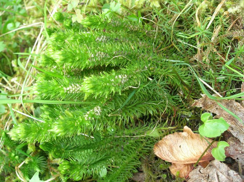 Lycopodiaceae Huperzia continentalis