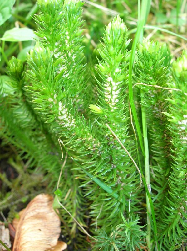 Lycopodiaceae Huperzia continentalis