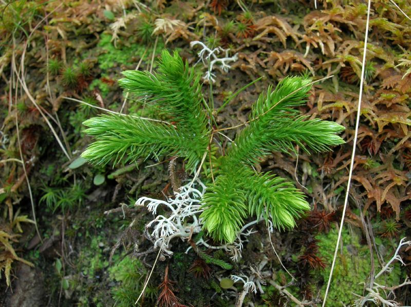 Lycopodiaceae Huperzia continentalis