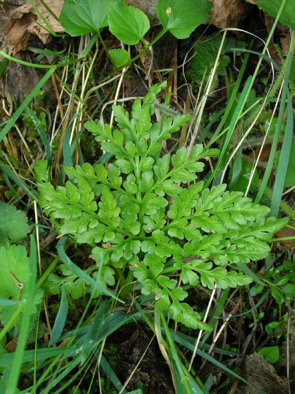 Ophioglossaceae Botrychium multifidum
