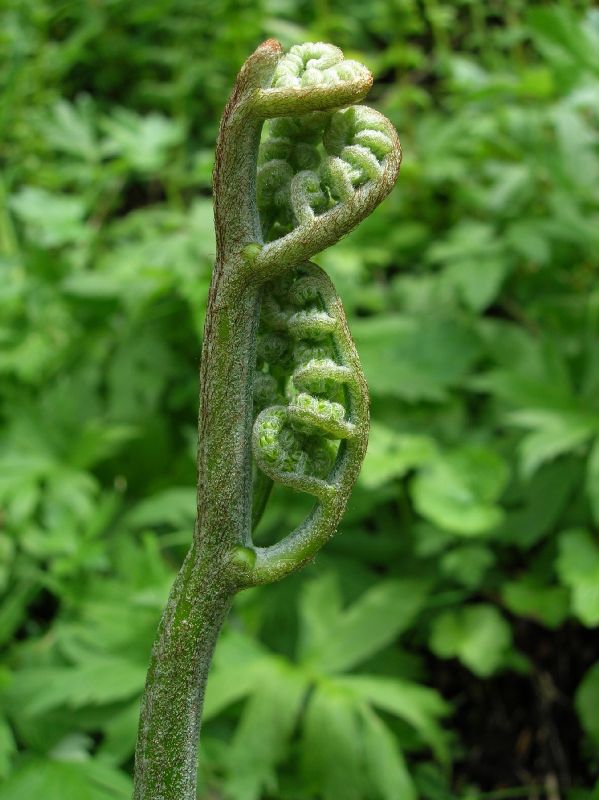 Dennstaedtiaceae Pteridium aquilinum