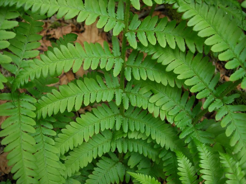 Dryopteridaceae Dryopteris filix-mas