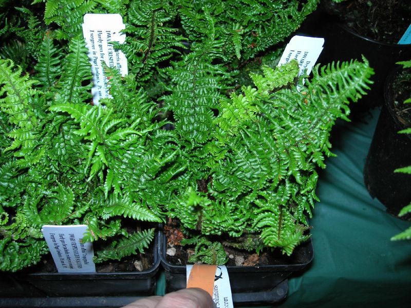 Dryopteridaceae Dryopteris affinis