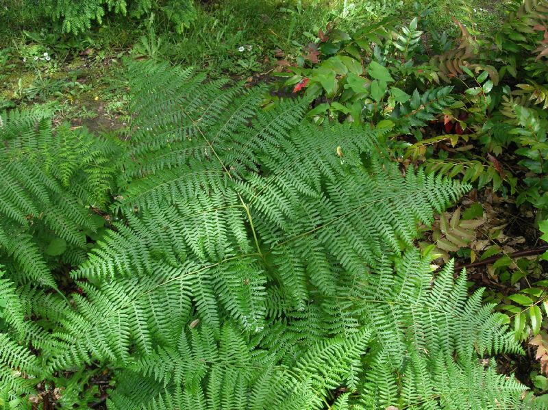 Dennstaedtiaceae Pteridium aquilinum