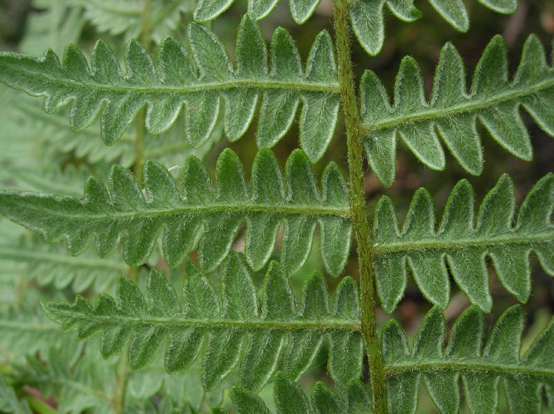 Dennstaedtiaceae Pteridium aquilinum