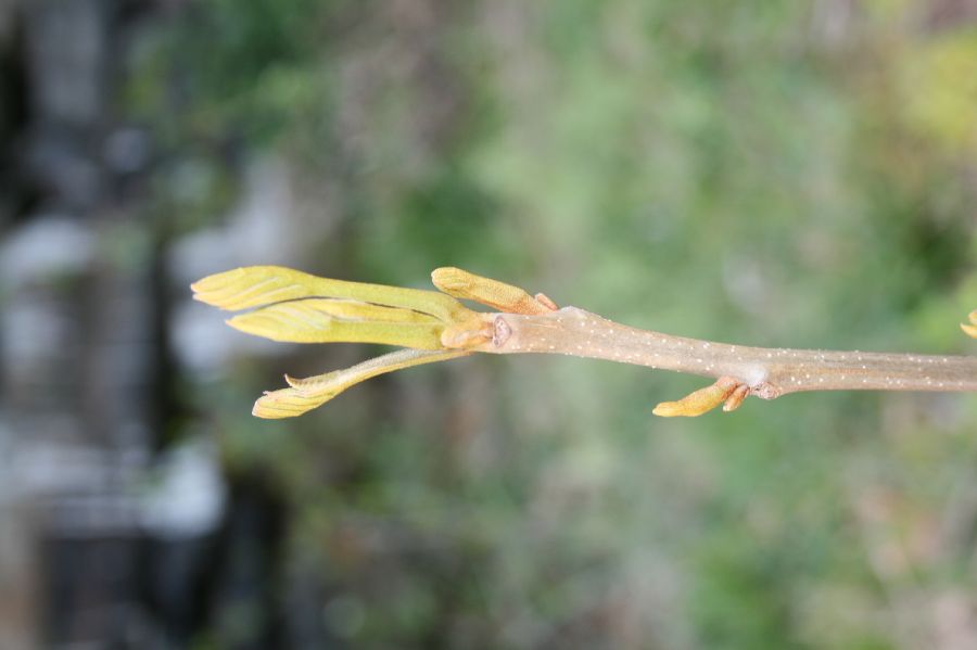 Juglandaceae Carya cordiformis