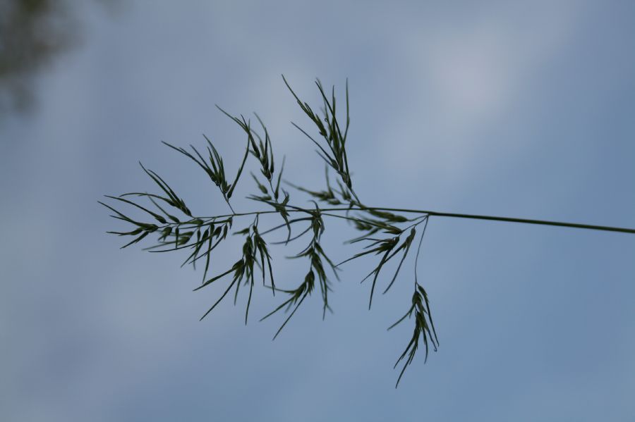 Poaceae Poa bulbifera