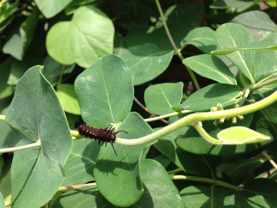 Papilionidae Battus philenidor