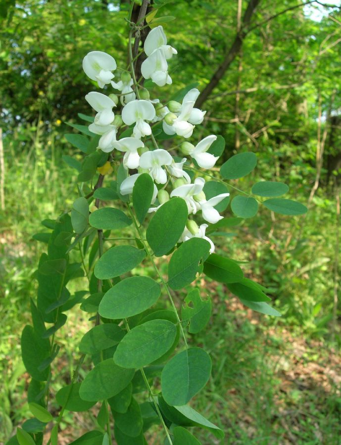 Fabaceae Robinia pseudoacacia