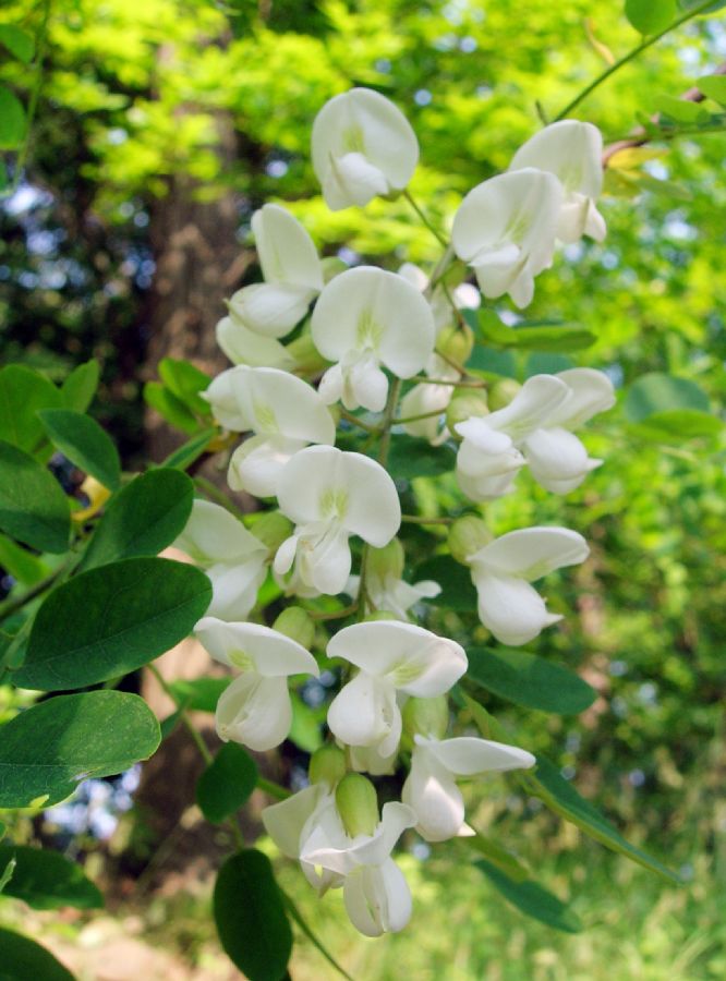 Fabaceae Robinia pseudoacacia