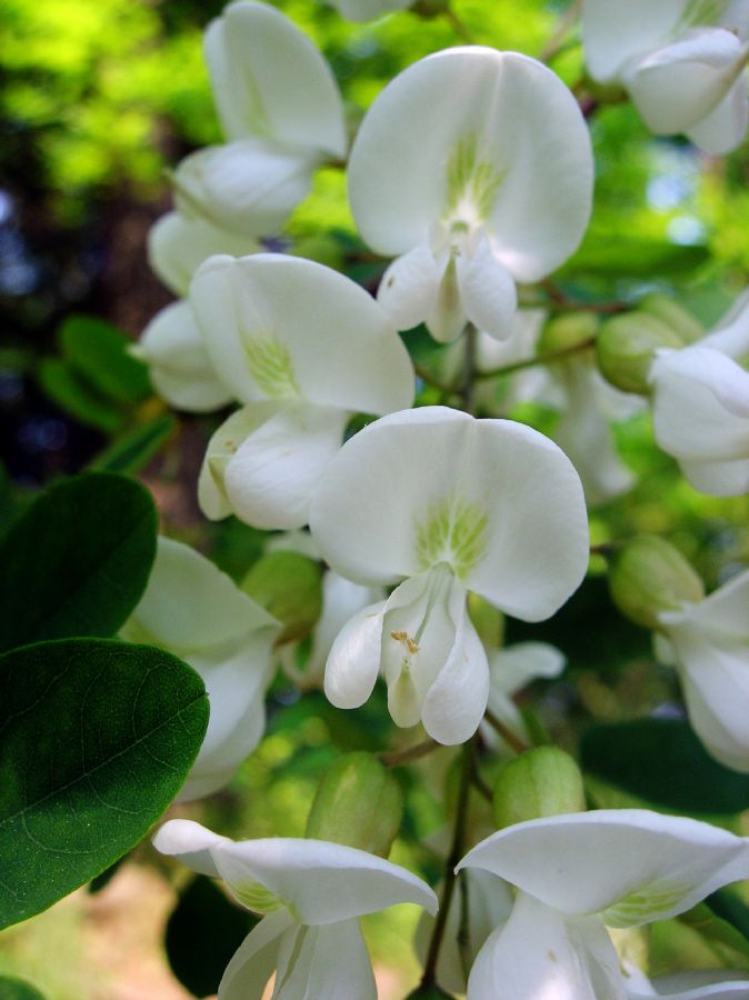 Fabaceae Robinia pseudoacacia