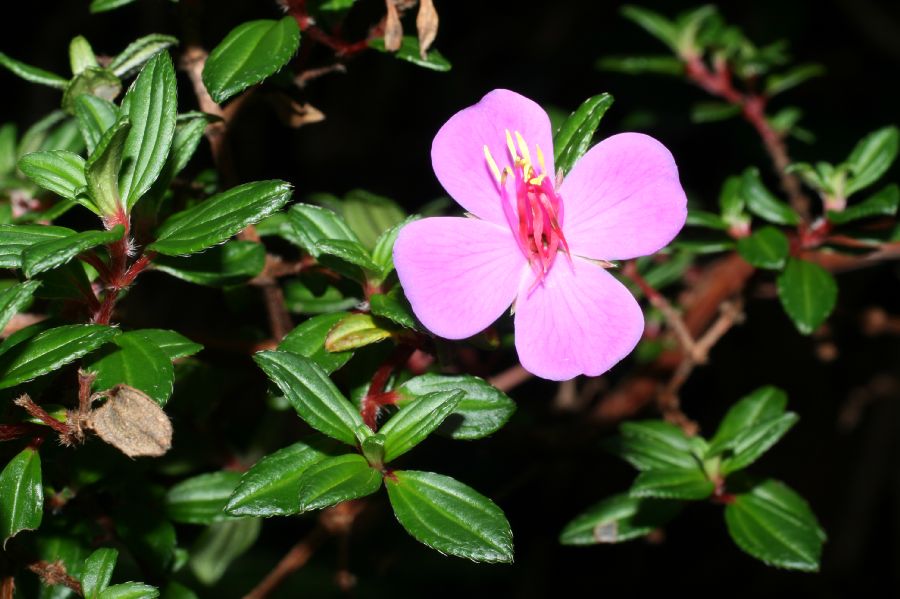 Melastomataceae Monochaetum 