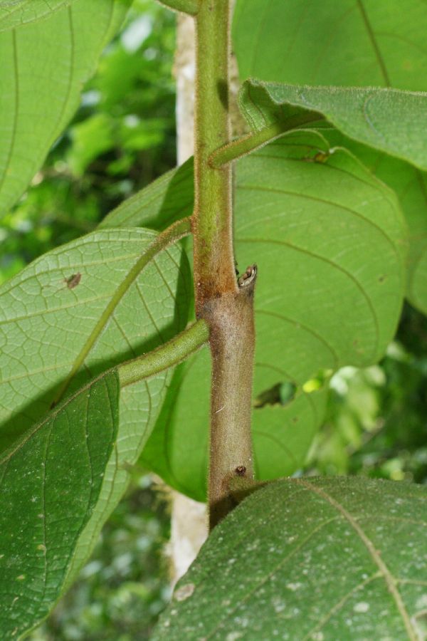 Moraceae Castilla elastrica