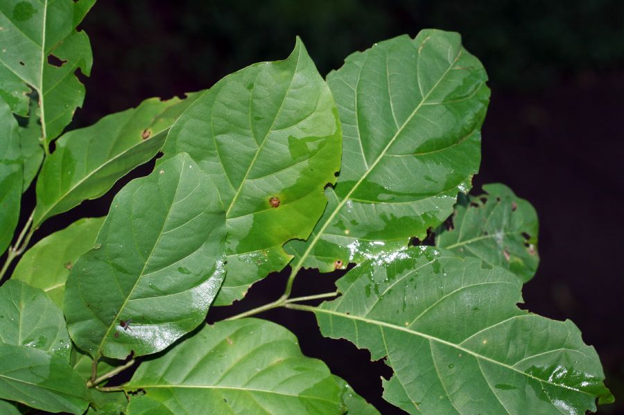 Combretaceae Combretum decandrum