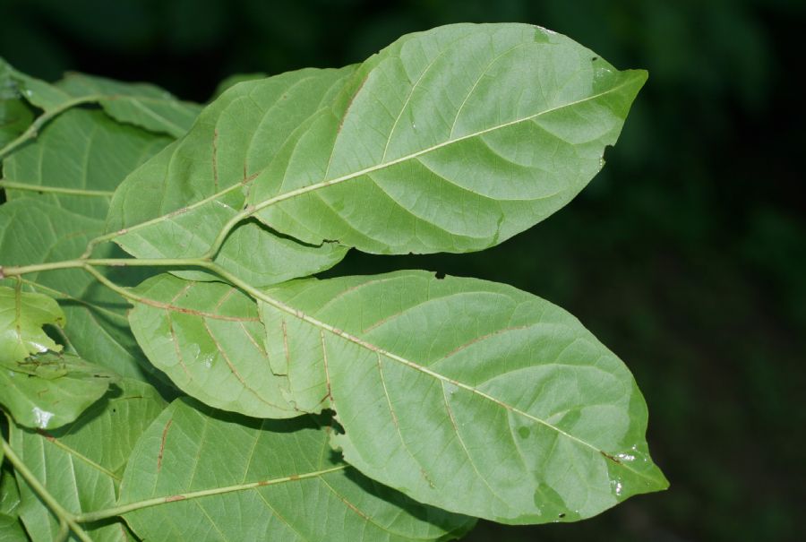 Combretaceae Combretum decandrum