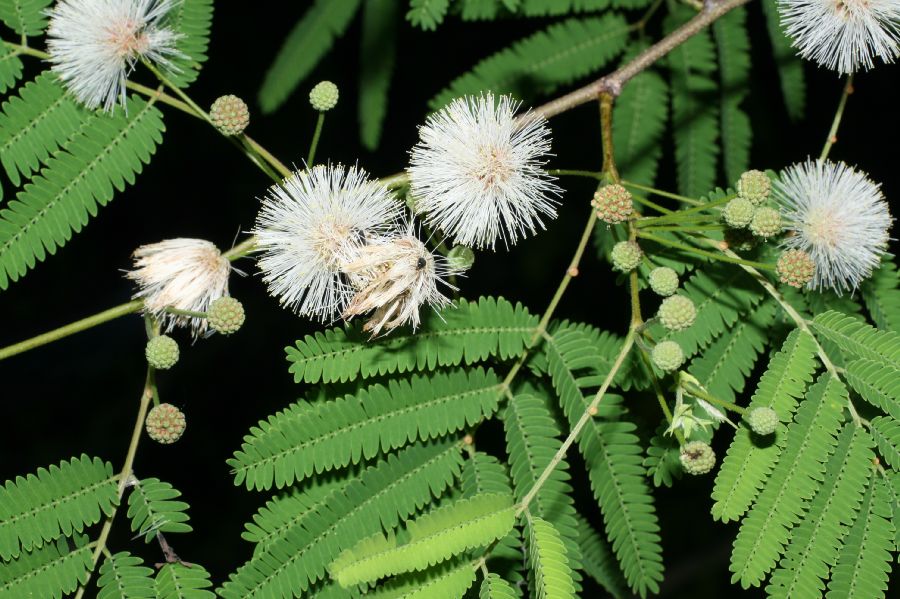 Fabaceae Lysiloma divaricata