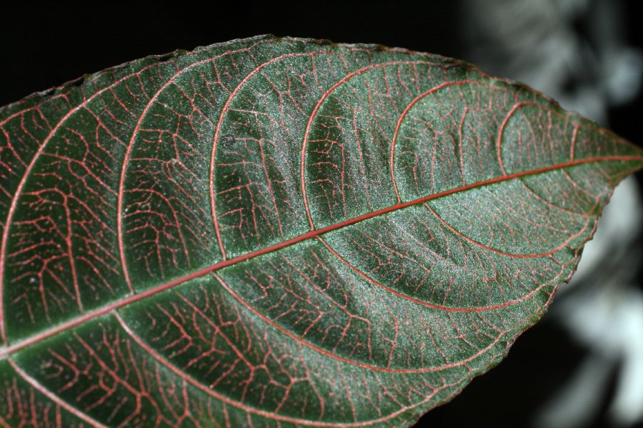 Rubiaceae Psychotria surensis