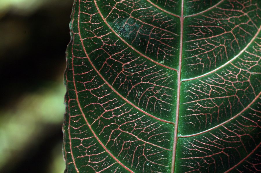 Rubiaceae Psychotria surensis