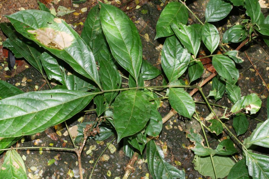 Fabaceae Zygia gigantifoliola