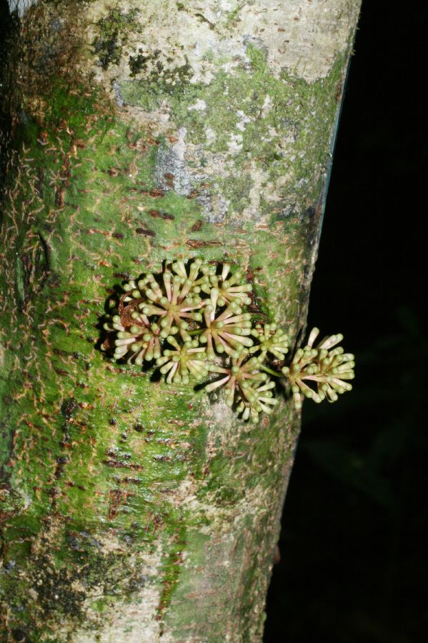 Fabaceae Zygia gigantifoliola