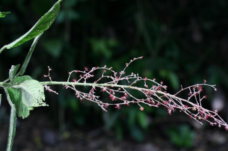 Euphorbiaceae Acalypha costaricensis