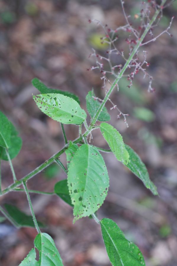 Euphorbiaceae Acalypha costaricensis