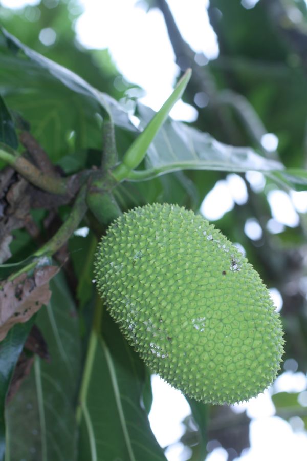 Moraceae Artocarpus atilis