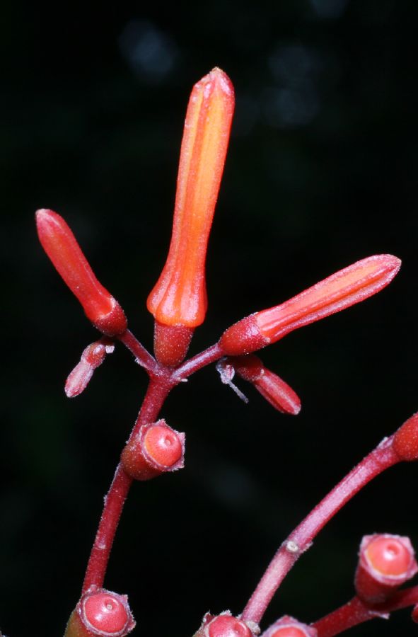 Rubiaceae Hamelia patens