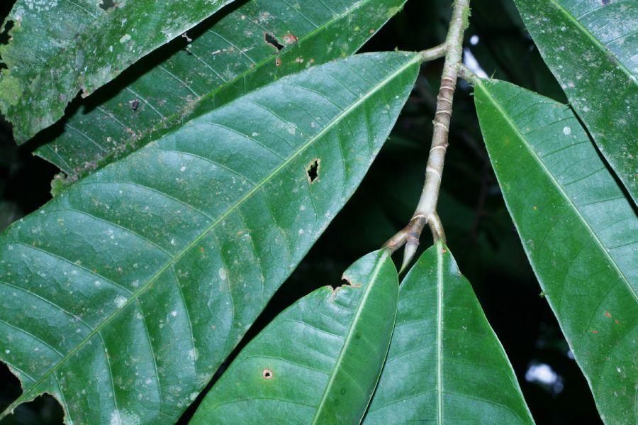 Moraceae Naucleopsis naga