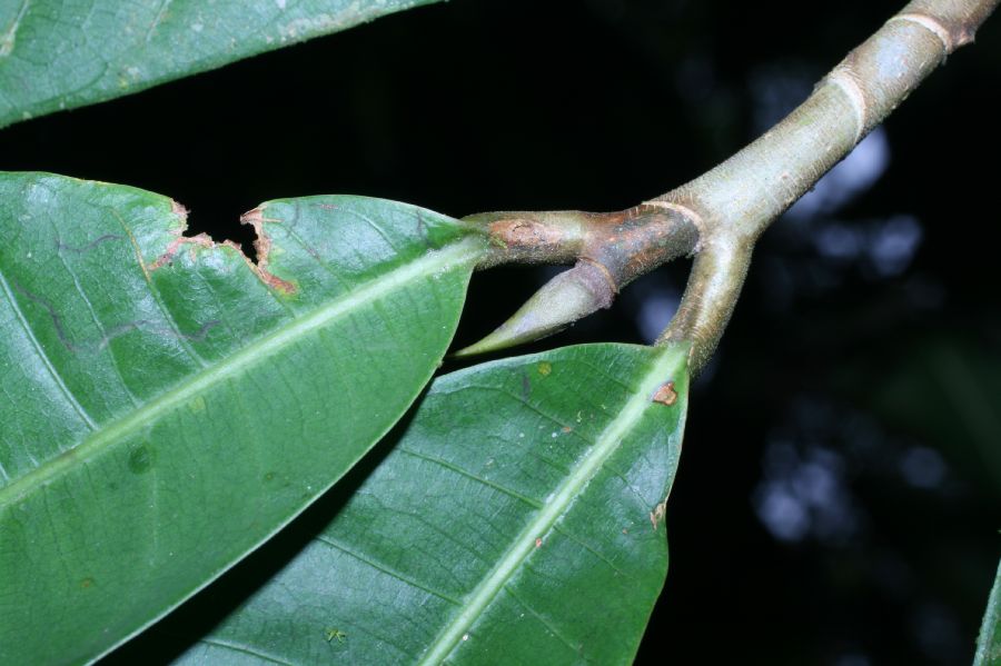 Moraceae Naucleopsis naga