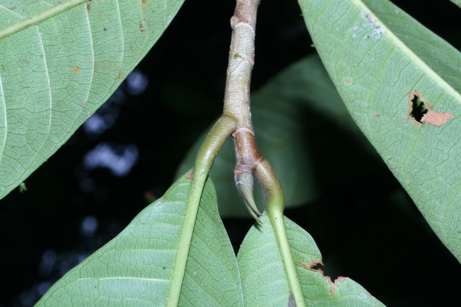 Moraceae Naucleopsis naga