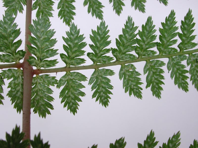 Athyriaceae Athyrium filix-femina