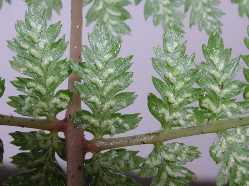 Athyriaceae Athyrium filix-femina