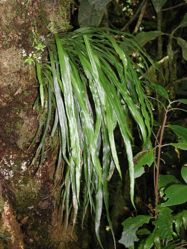 Polypodiaceae Campyloneurum angustifolium