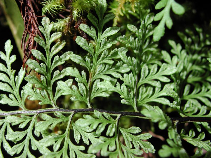 Pteridaceae Gaga angustifolia