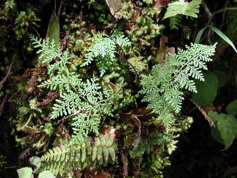 Pteridaceae Gaga angustifolia