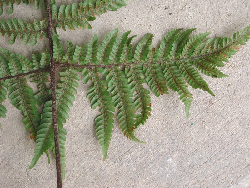 Dryopteridaceae Ctenitis hemsleyana