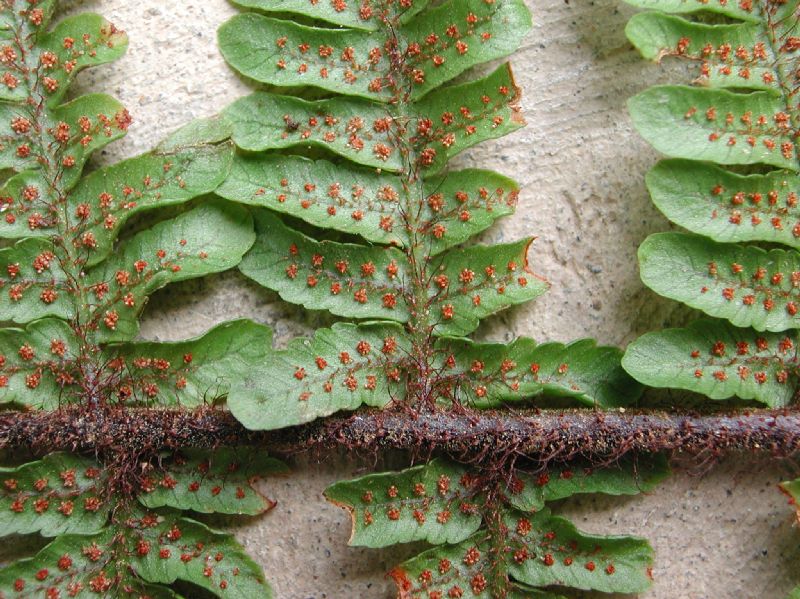 Dryopteridaceae Ctenitis hemsleyana