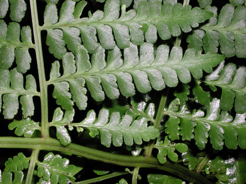 Dennstaedtiaceae Dennstaedtia 