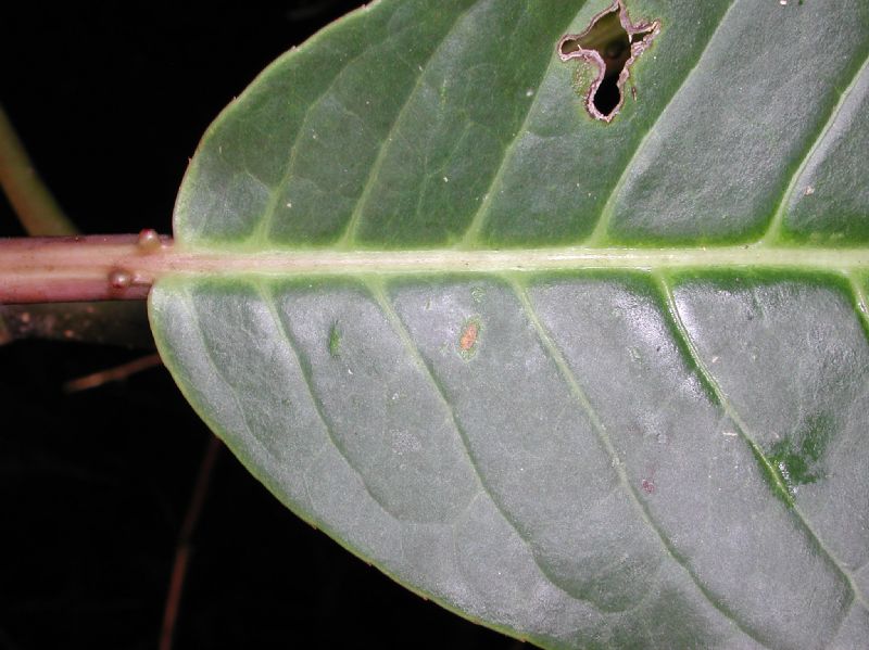 Euphorbiaceae Sapium 