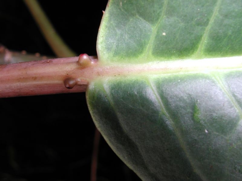 Euphorbiaceae Sapium 