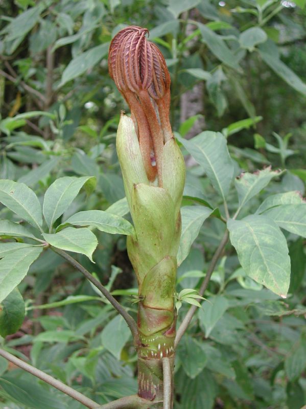 Araliaceae Schefflera 