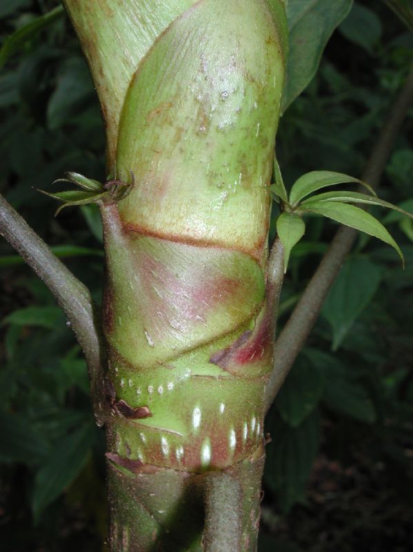 Araliaceae Schefflera 