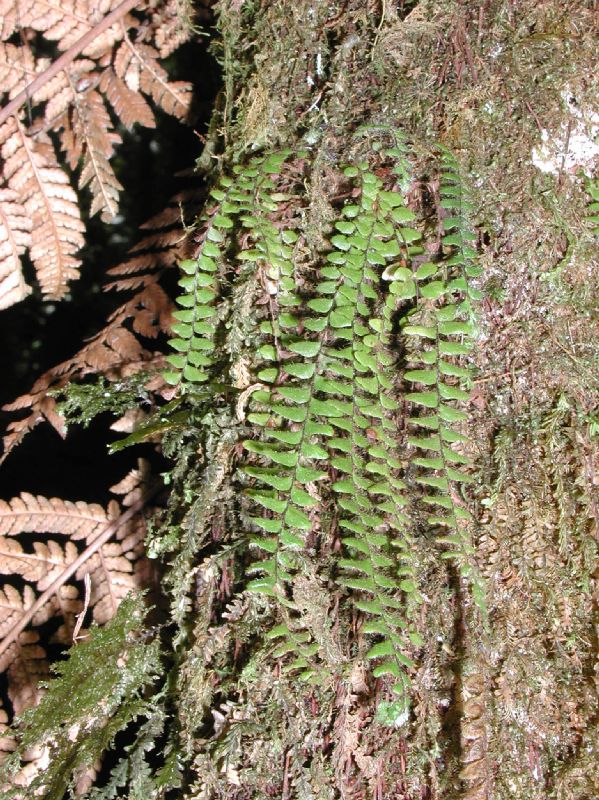 Grammitidaceae Terpsichore senilis