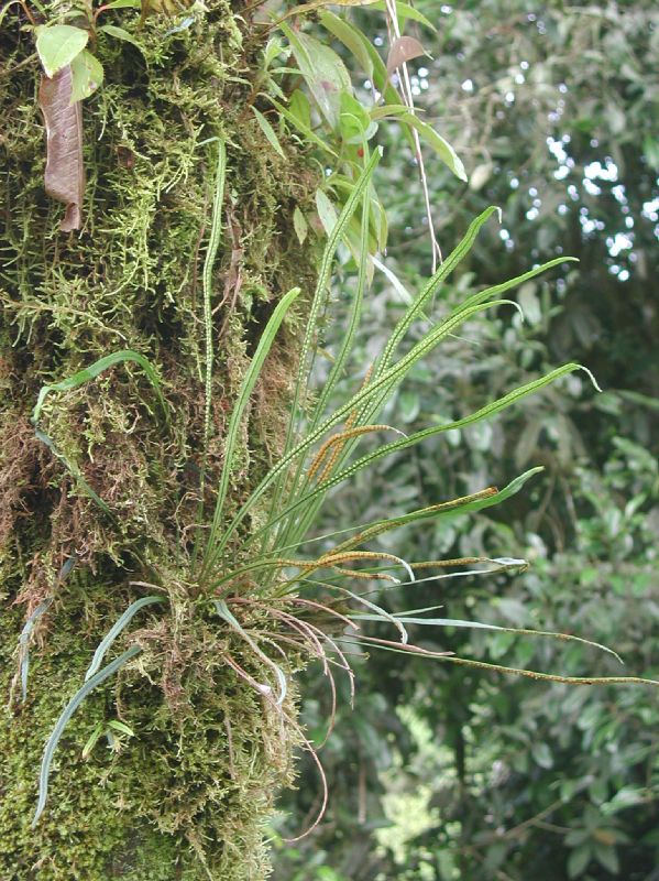 Polypodiaceae Campyloneurum angustifolium